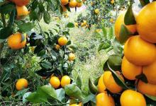 5種水果是天然的“護發幫手”,常吃能給頭發補一補