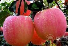 全世界人都愛它 一天吃幾個蘋果最好