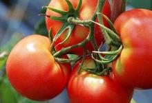 吃蔬菜雖好，但這些食用禁忌你知道幾個？