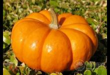 當心!!南瓜不能和這10種食物搭配著吃!