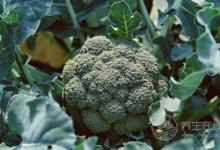 腸胃不好,這5種食物還是少吃為好