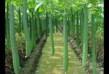 小小絲瓜,竟然有這么多作用