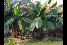 芭蕉和香蕉的區(qū)別？芭蕉和香蕉的識別方法