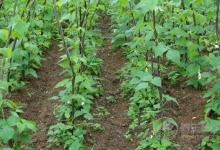 老了的蕓豆能吃嗎？蕓豆怎么保存