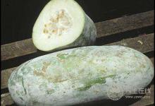 冬瓜的功效作用都很強,常吃冬瓜能消腫利尿改善血糖