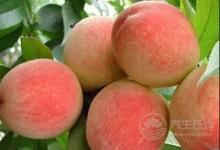 毛桃有酒味吃了會中毒嗎？毛桃應(yīng)該怎么保存