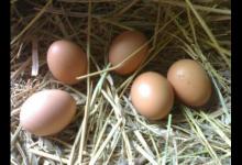 普通雞蛋和土雞蛋營養哪個更有營養?