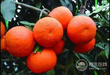 肝好的人常有這些習慣!常吃3種果蔬,肝更好