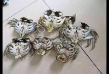 美味食物背后竟藏玄機! 這八種食物打死不能吃