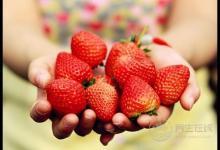 空心草莓是催熟or自然現象？ 草莓長這樣你敢吃嗎