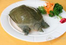 哪些人不能吃甲魚 甲魚的飲食禁忌有哪些？