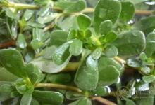 黑木耳搭配這個吃效果太好了 趕緊收藏