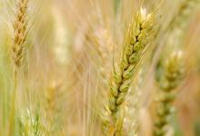 五谷養五臟,教你如何健康養生