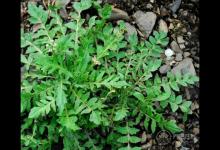 農(nóng)村這三種野菜,高血壓、酒精肝、動(dòng)脈硬化的人要多吃!