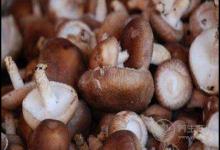 香菇好吃營養,這些吃法不能錯過