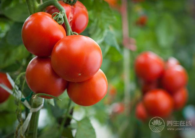 西紅柿生吃有好有壞,每個(gè)人都應(yīng)該了解 西紅柿生吃有好有壞,每個(gè)人都應(yīng)該了解