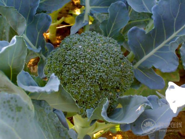 這些食物是幽門螺桿菌的天敵，平時常吃有好處