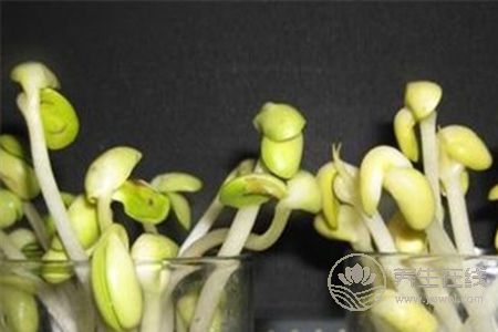 怎么炒黃豆芽會更好吃?常吃黃豆芽好處多多 怎么炒黃豆芽會更好吃?常吃黃豆芽好處多多