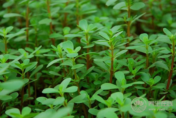 野菜營(yíng)養(yǎng)高 不識(shí)慎食用 野菜營(yíng)養(yǎng)高 不識(shí)慎食用