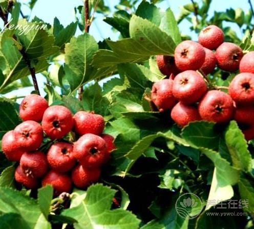 5種解膩食物，降低“三高”，保護血管