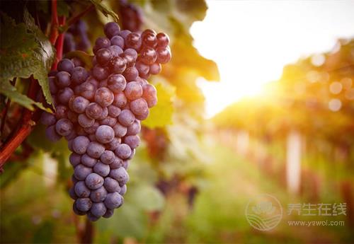 葡萄好吃營養高,但也別小看了它的皮,渾身都是寶 葡萄好吃營養高,但也別小看了它的皮,渾身都是寶