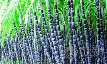 甘蔗不能和什么一塊吃？