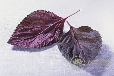 小小一片葉,用處可不小!怎么吃好?送你4個(gè)食譜 小小一片葉,用處可不小!怎么吃好?送你4個(gè)食譜