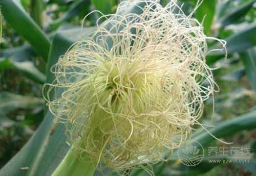 扔掉的玉米須泡水喝,1杯勝過3副藥 扔掉的玉米須泡水喝,1杯勝過3副藥