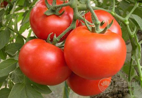 常吃西紅柿,對身體有這些好處 常吃西紅柿,對身體有這些好處