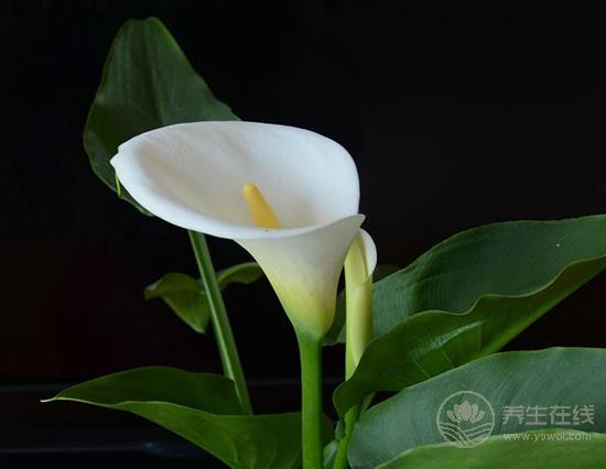 這些花卉有毒,最好不要在家里養(yǎng) 這些花卉有毒,最好不要在家里養(yǎng)