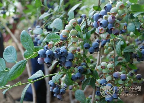 16種食物能健腦、增強記憶力,讓你擺脫健忘 16種食物能健腦、增強記憶力,讓你擺脫健忘