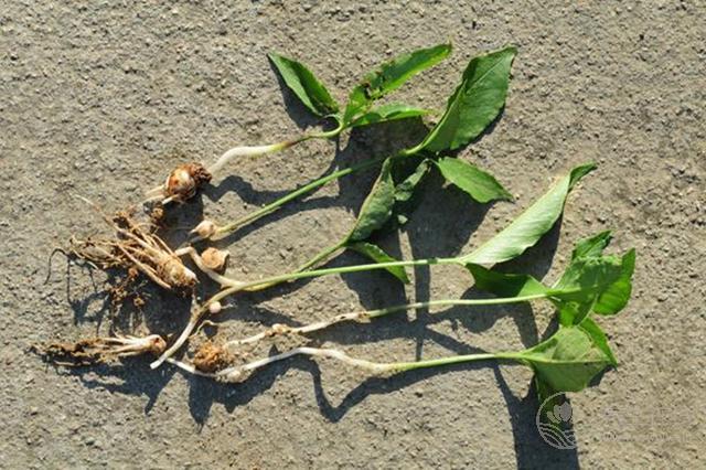 愛吃火鍋的小伙伴們須知:羊肉不能和什么一起吃? 愛吃火鍋的小伙伴們須知:羊肉不能和什么一起吃?