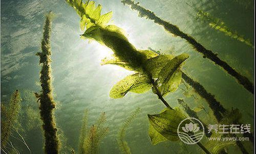 用眼過度對眼睛傷害大，這樣治有用！