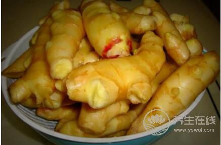 醋泡姜什么季節不能吃?醋泡姜適合什么季節吃? 醋泡姜什么季節不能吃?醋泡姜適合什么季節吃?