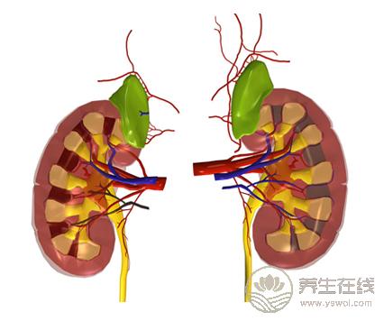 養腎護腎不讓腎氣外泄可多活三十年 養腎護腎不讓腎氣外泄可多活三十年
