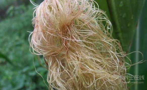 別扔掉玉米須，煮水喝比吃玉米更健康！