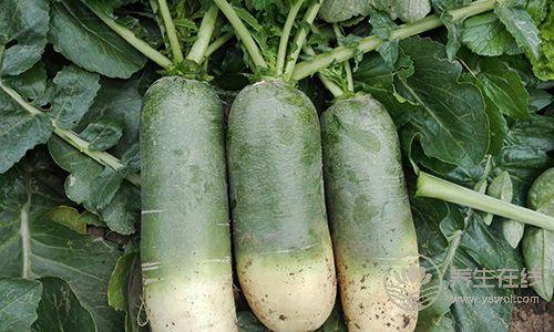 蘿卜是個好東西,但是不同的蘿卜有不同的功效,別吃錯了 蘿卜是個好東西,但是不同的蘿卜有不同的功效,別吃錯了