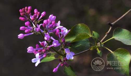 夏天常吃丁香徹底遠離胃病 夏天常吃丁香徹底遠離胃病