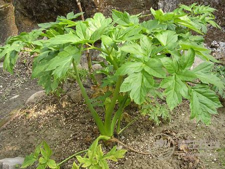 秦始皇求的長生不老藥，據(jù)說就是它