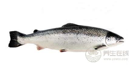 從頭補到腳的飲食秘方 從頭補到腳的飲食秘方