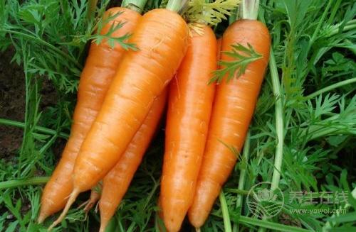 胃不好可以多吃的5種蔬菜,堅持吃勝過胃藥 胃不好可以多吃的5種蔬菜,堅持吃勝過胃藥