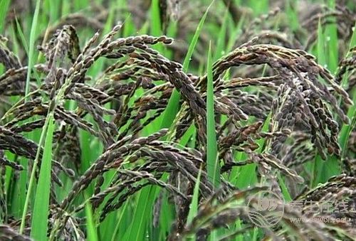 飲食多三黑少三白 更養生長壽 飲食多三黑少三白 更養生長壽
