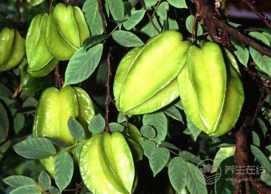 楊桃有什么營養(yǎng)價值楊桃的食用注意事項 楊桃有什么營養(yǎng)價值楊桃的食用注意事項