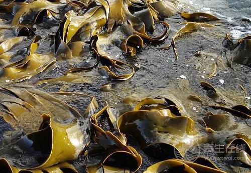 養(yǎng)護(hù)血管健康,少不了這幾種食物 養(yǎng)護(hù)血管健康,少不了這幾種食物