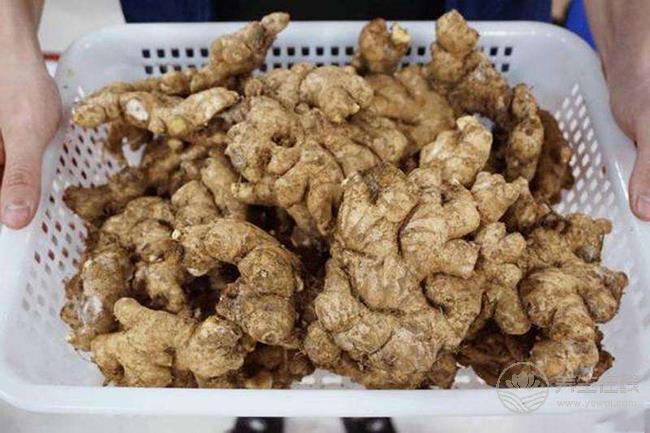 沒想到，生姜還有這么多品種，你都認齊了嗎