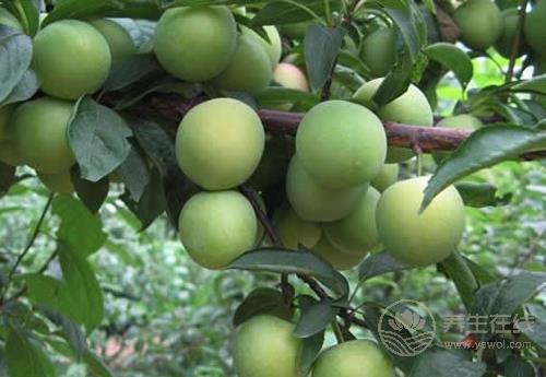 這幾種果蔬，能養(yǎng)肝，可常吃，別忽視了！