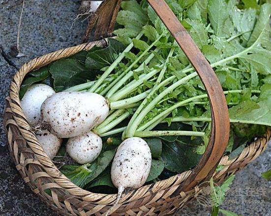 天氣寒涼吃點“小人參”補補,三大好處你知道嗎 天氣寒涼吃點“小人參”補補,三大好處你知道嗎