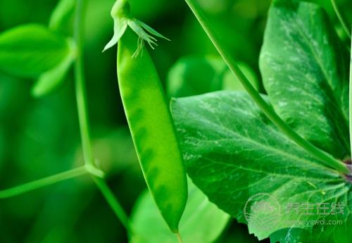 常吃荷蘭豆,對身體有這些好處,你知道嗎? 常吃荷蘭豆,對身體有這些好處,你知道嗎?