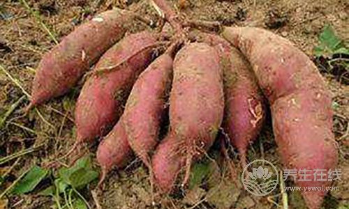 最普通的6種食物，最養胃，人人都買得起