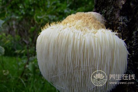 猴頭菇煲湯能養(yǎng)胃,搭配這些食材功效更好 猴頭菇煲湯能養(yǎng)胃,搭配這些食材功效更好